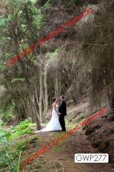 Tracy and Ant's Wedding